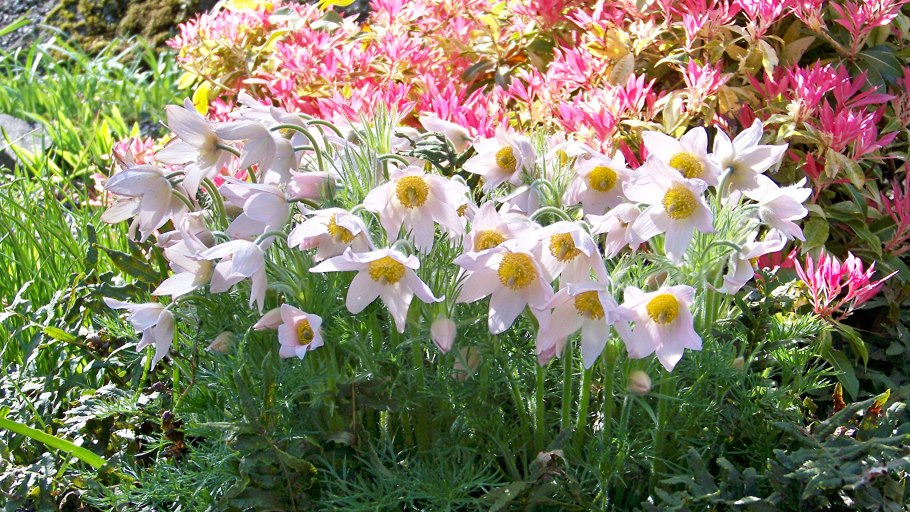 Pulsatilla - прострел - Pasque Flower p vulgaris