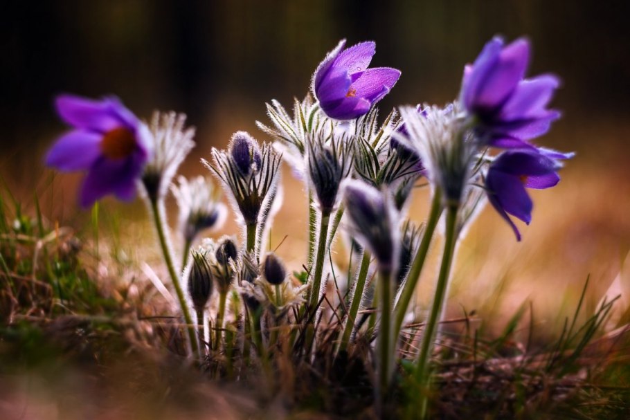 Прострел желтеющий Подснежник Сибири