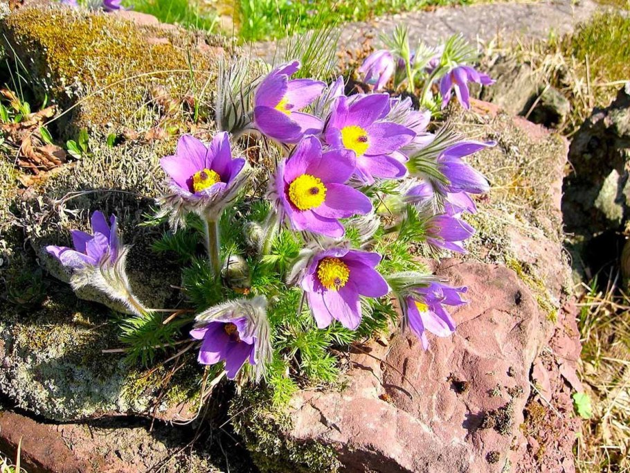 Прострел Пульсатилла