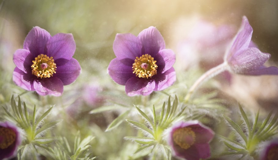 Прострел обыкновенный pulsatilla vulgaris rubra