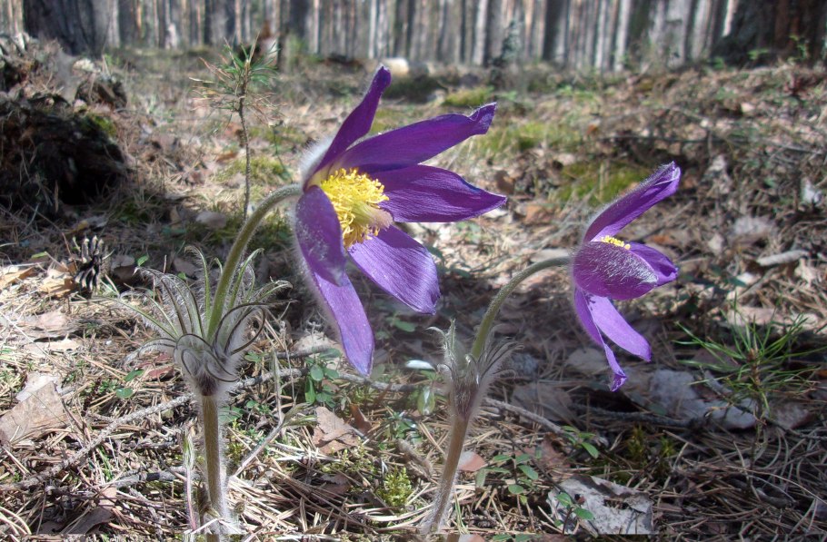 Первоцветы подмосковья