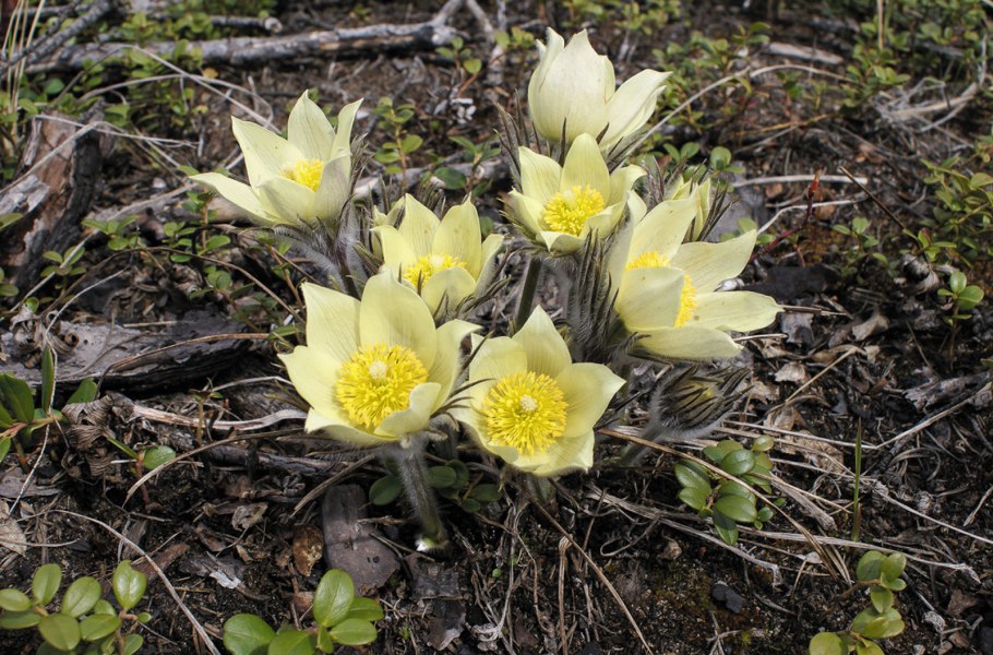 Пульсатилла и прострел отличие