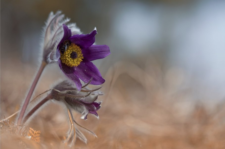 Сон трава прострел