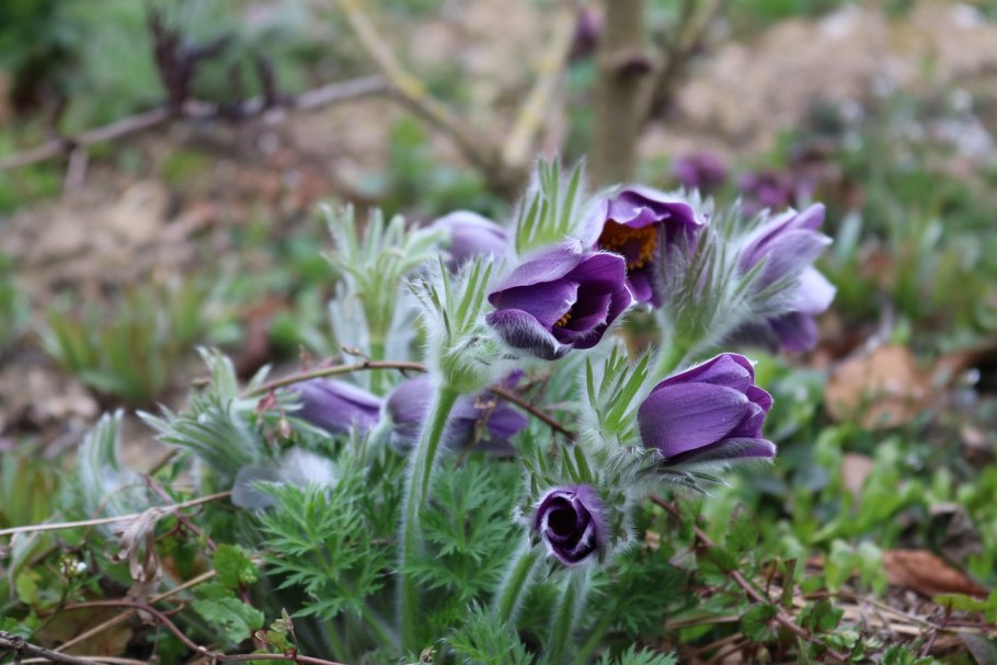 Pulsatilla прострел даурский