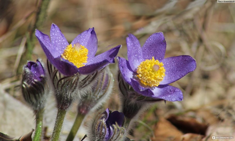 Прострел словацкий Pulsatilla Slavica