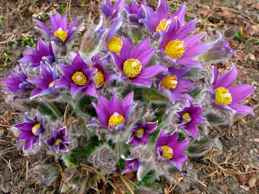 Pulsatilla Пульсатилла