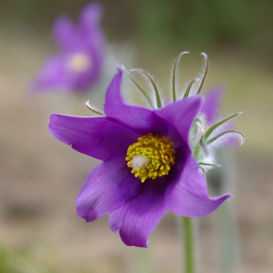 Anemone Pulsatilla цветок
