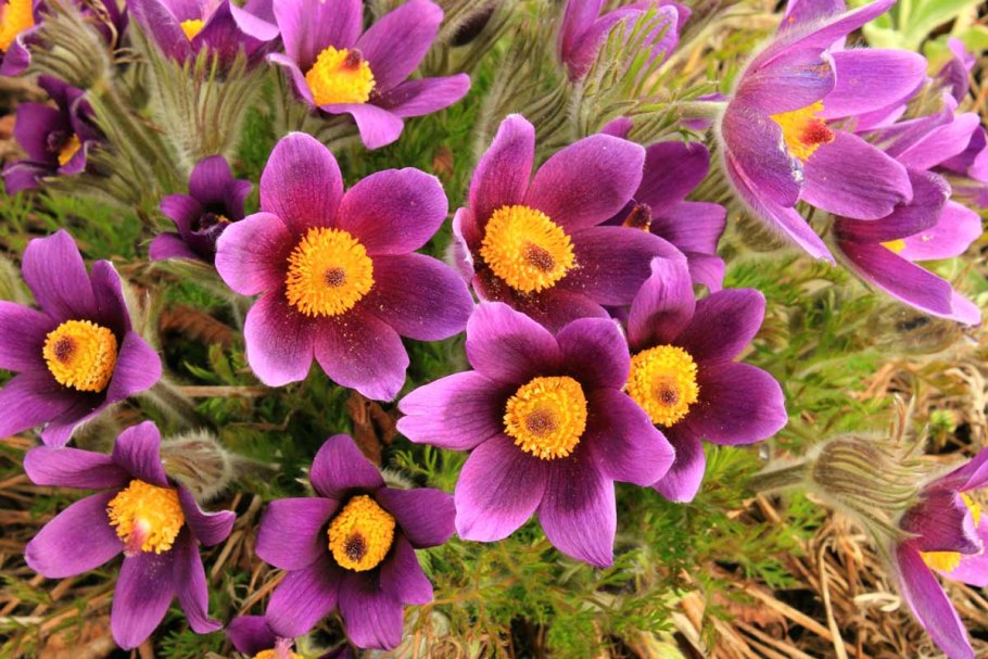 Прострел весенний сон-трава