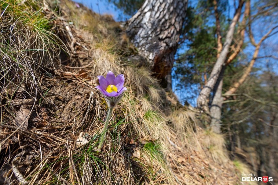 Прострел турчанинова