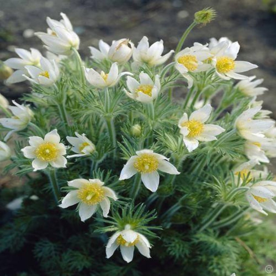 Pulsatilla vulgaris 'alba'