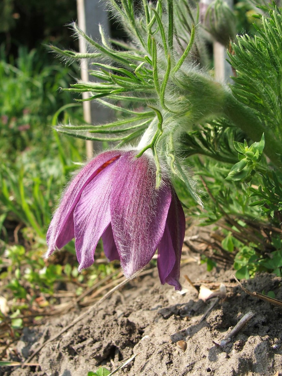 Pulsatilla violacea