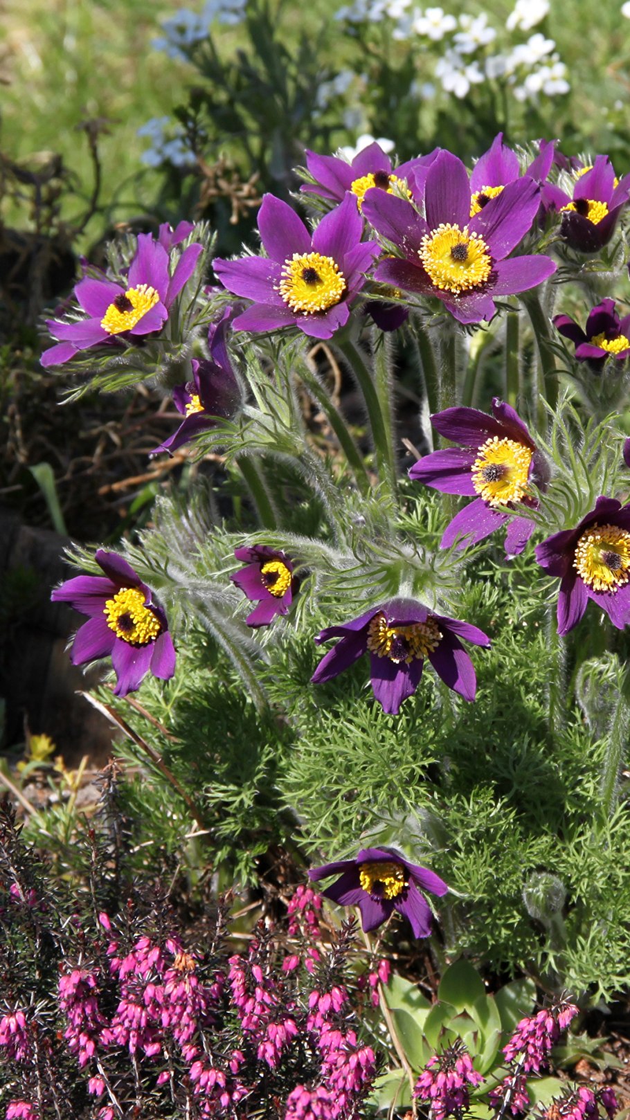 Прострел - сон трава