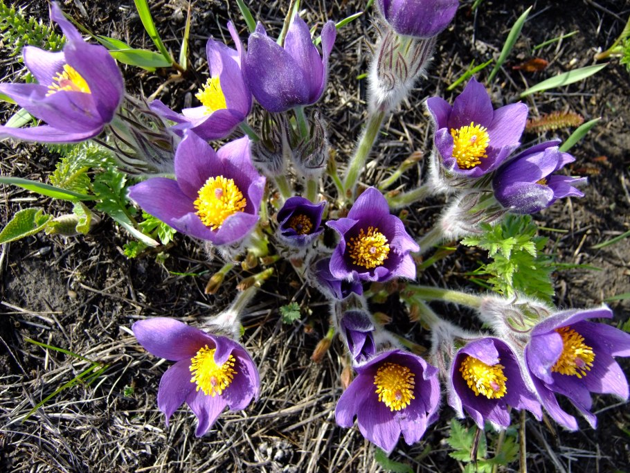 Подснежник сибирский прострел