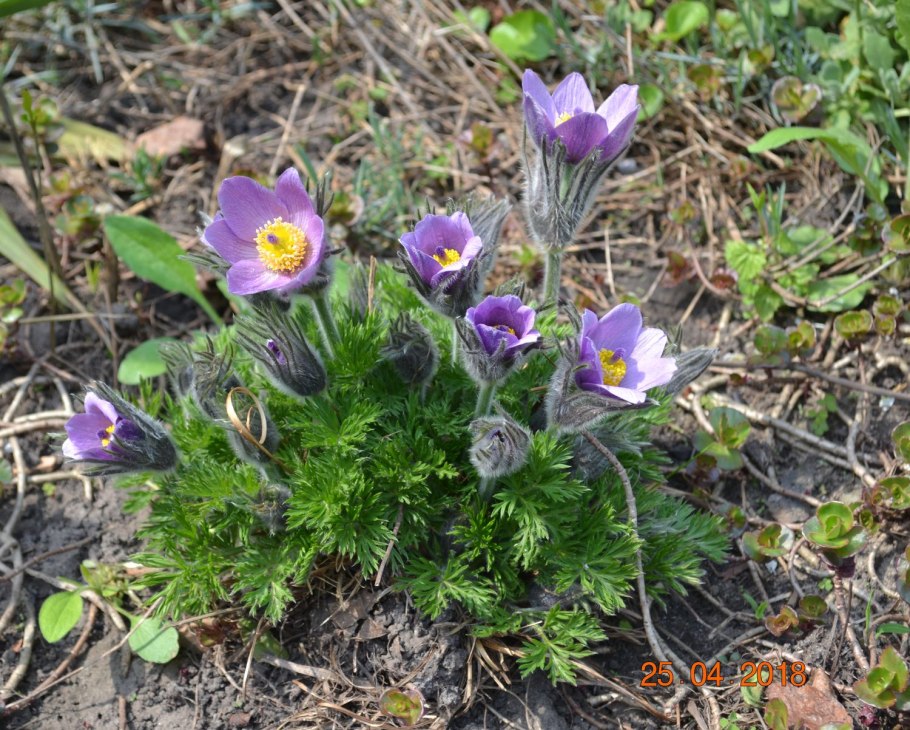 Прострел сон трава