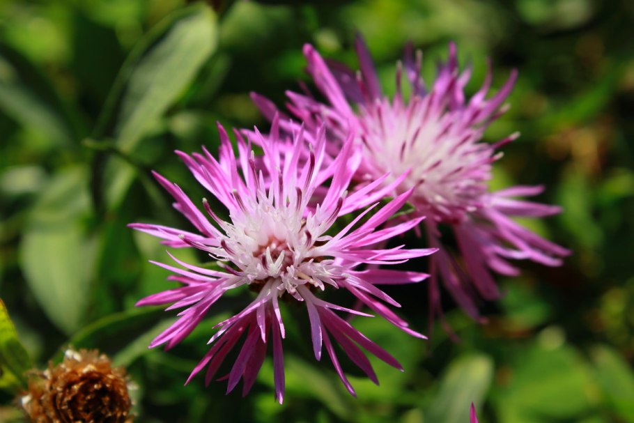Василёк луговой centaurea jacea
