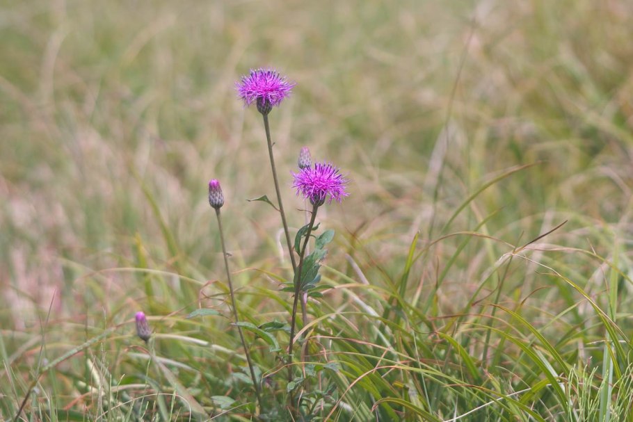 Василёк луговой centaurea jacea