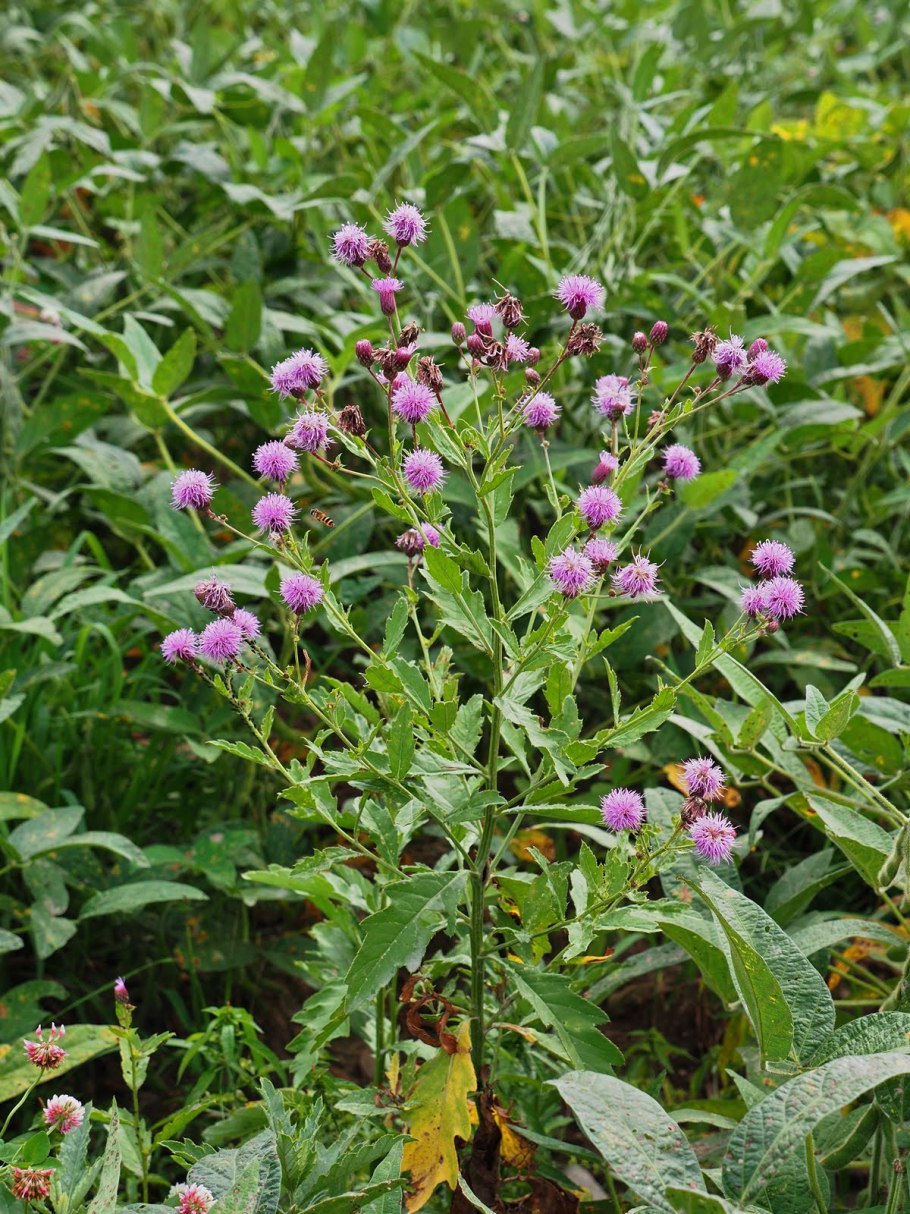 Vernonia noveboracensis