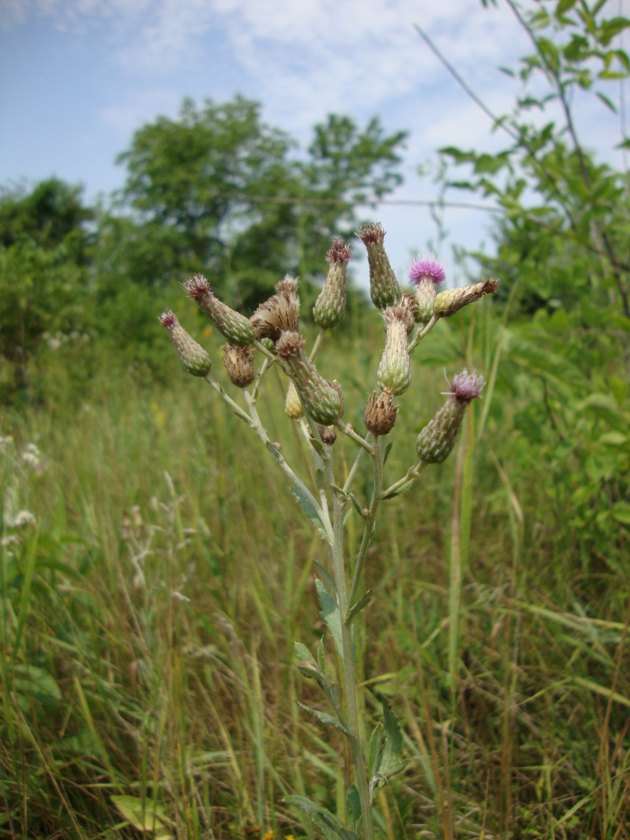 Бодяк (cirsium esculentum
