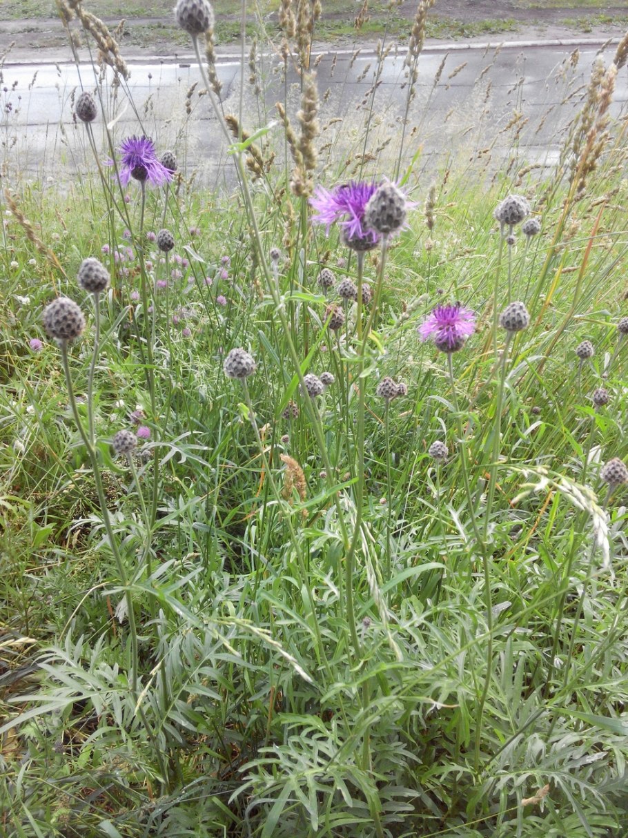 Centaurea scabiosa