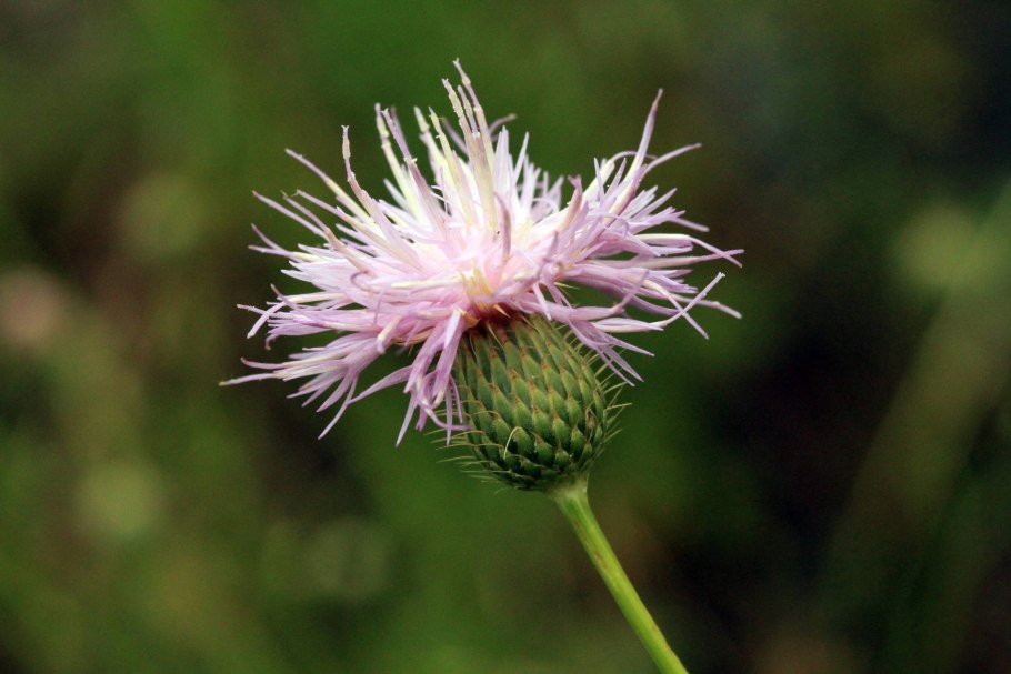 Cirsium occidentale
