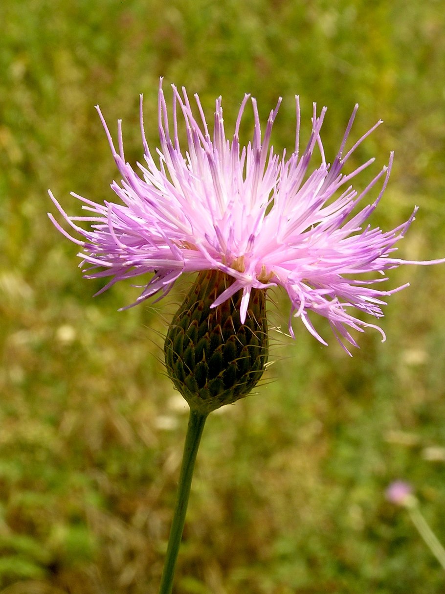 Бодяк полевой (cirsium arvense)