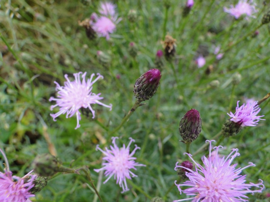 Centaurea stoebe