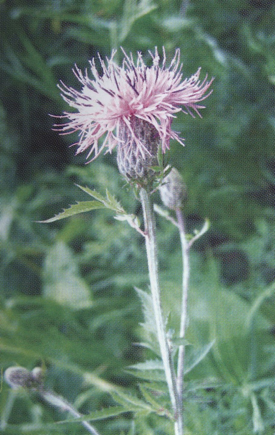 Бодяк полевой осот