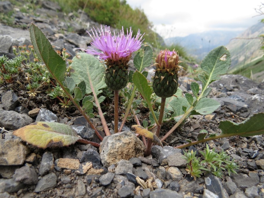 Бодяк обыкновенный (cirsium vulgare)