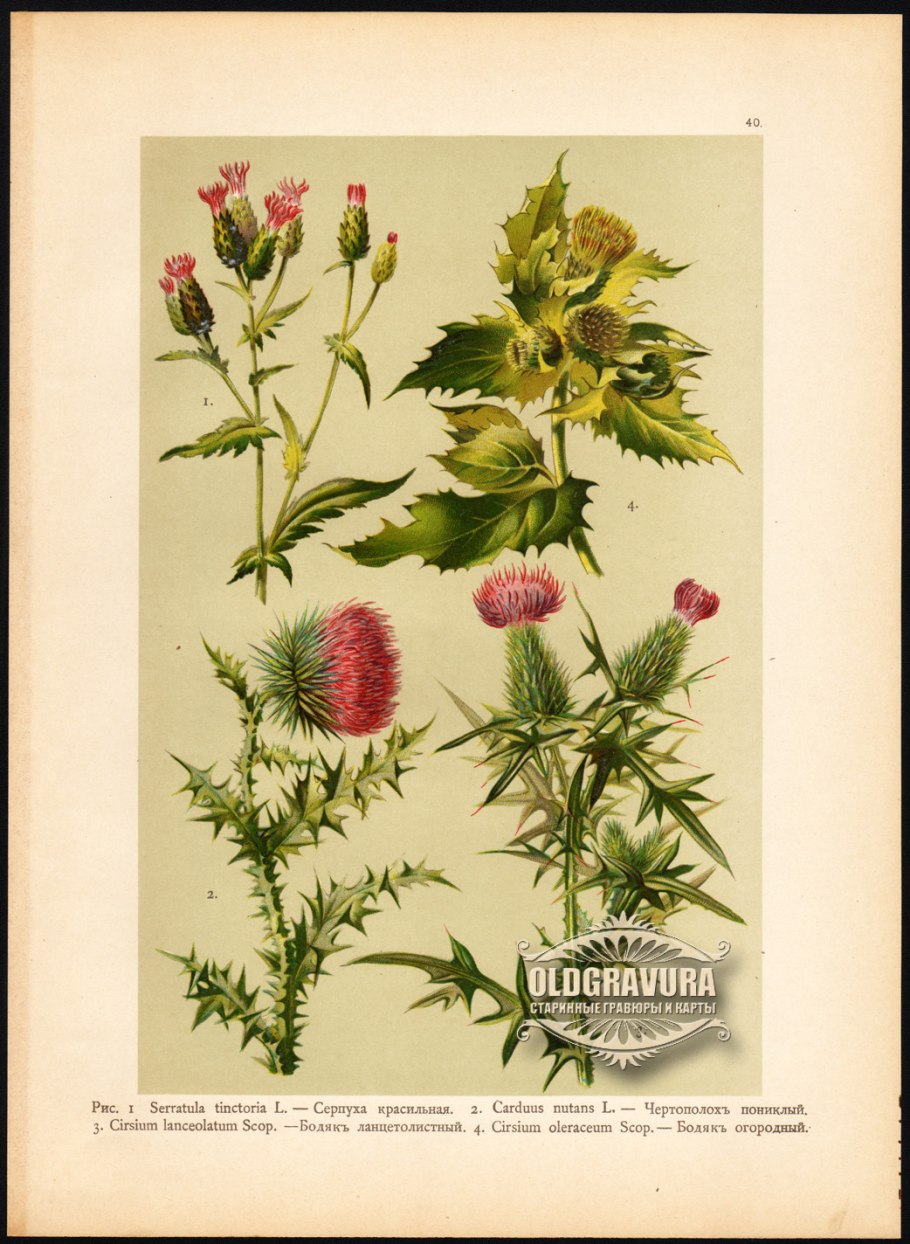 Ботанический атлас чертополох