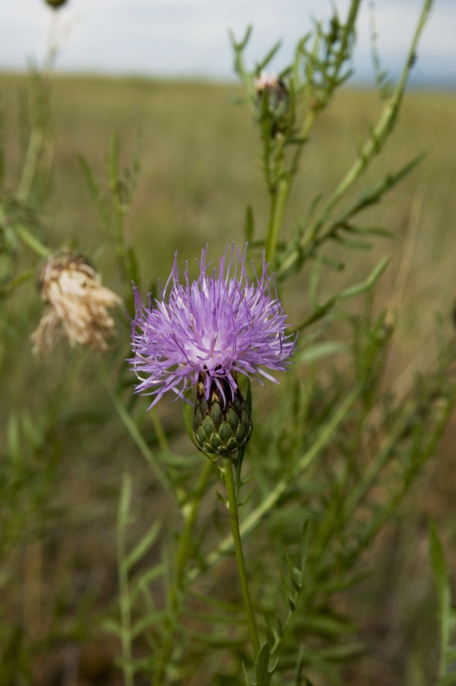 Centaurea stoebe