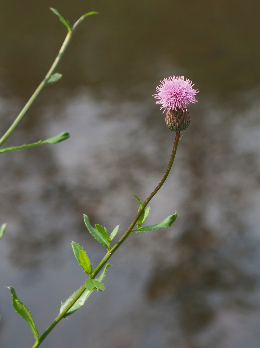 Cirsium arvense plantarium