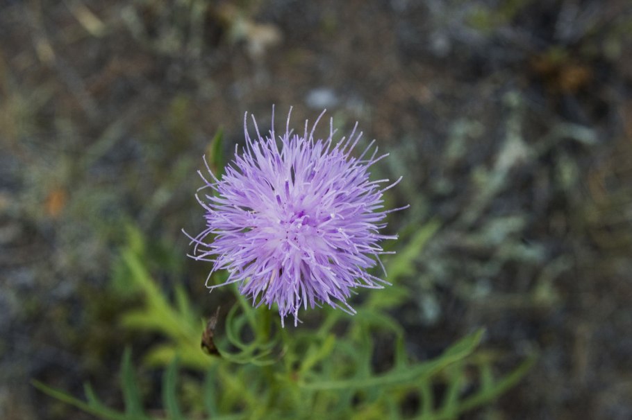 Centaurea jacea
