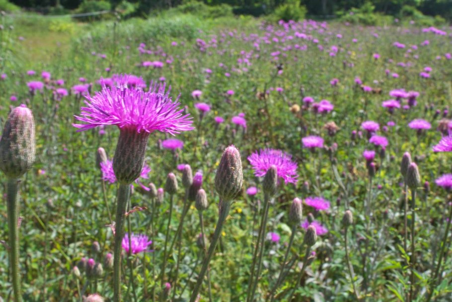 Cirsium pannonicum