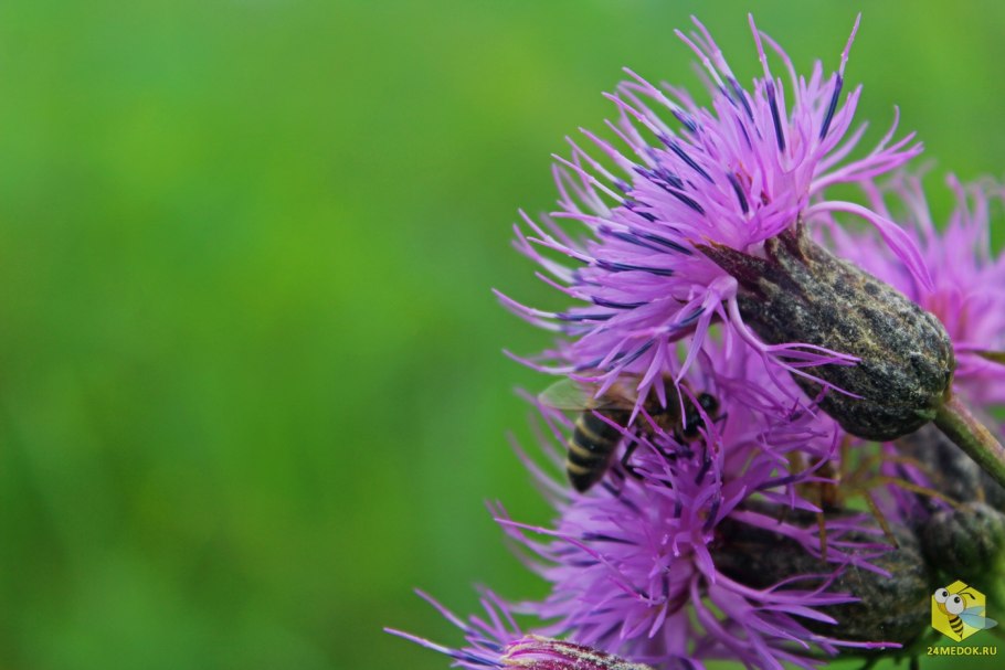 Centaurea pseudophrygia