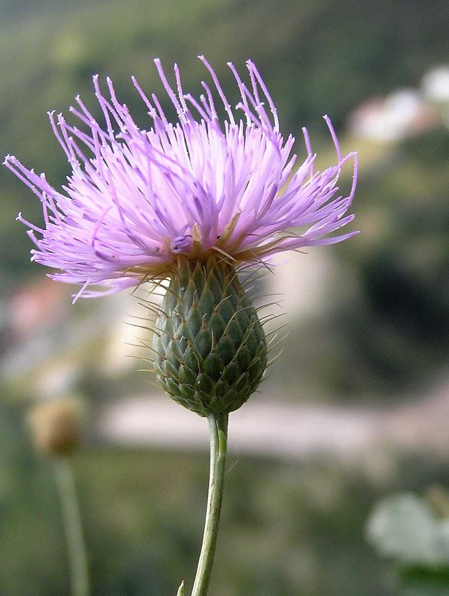 Cirsium pannonicum
