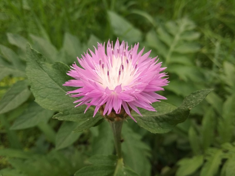 Василёк подбелённый