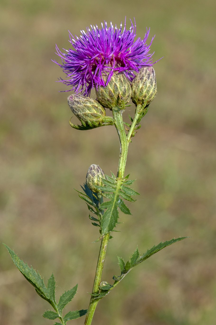 Бодяк обыкновенный cirsium vulgare