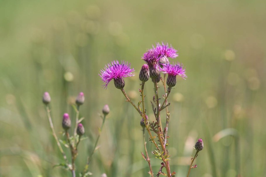 Бодяк полевой cirsium arvense