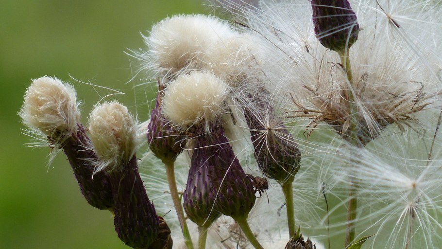 Бодяк щетинистый cirsium setosum