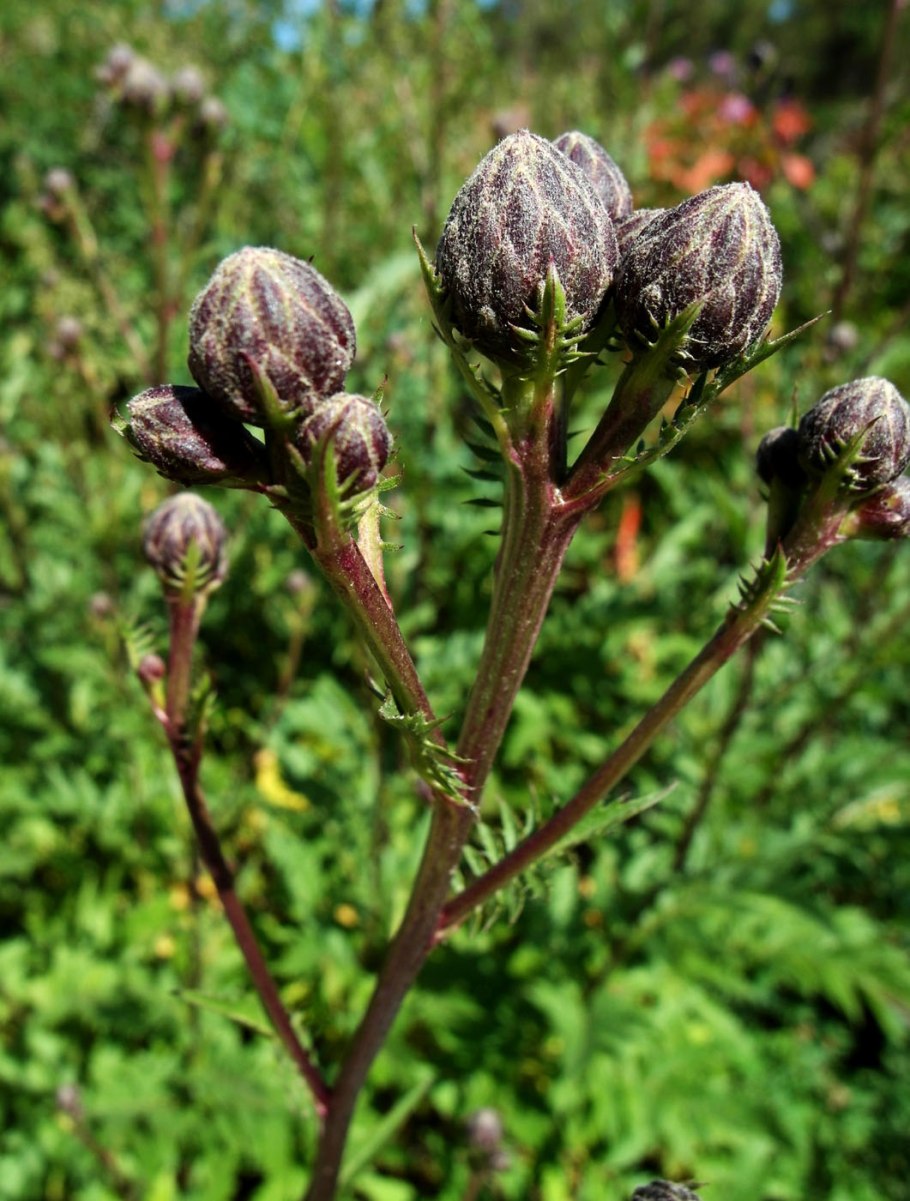 Cirsium argillosum
