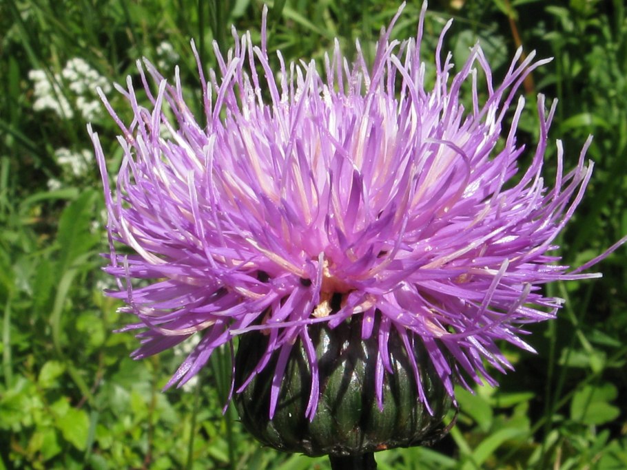 Cirsium heterophyllum
