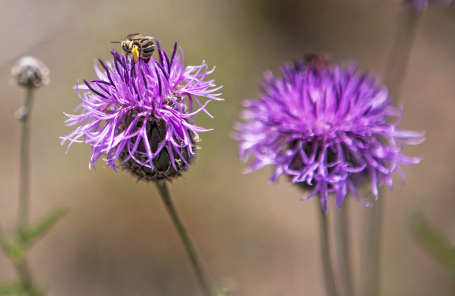 Насекомое медонос