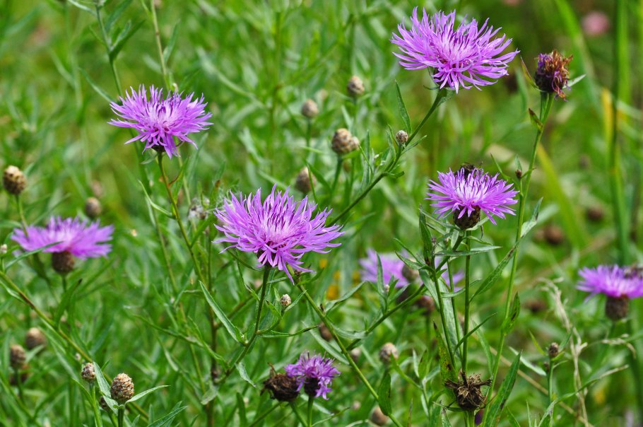 Горчак ползучий василек