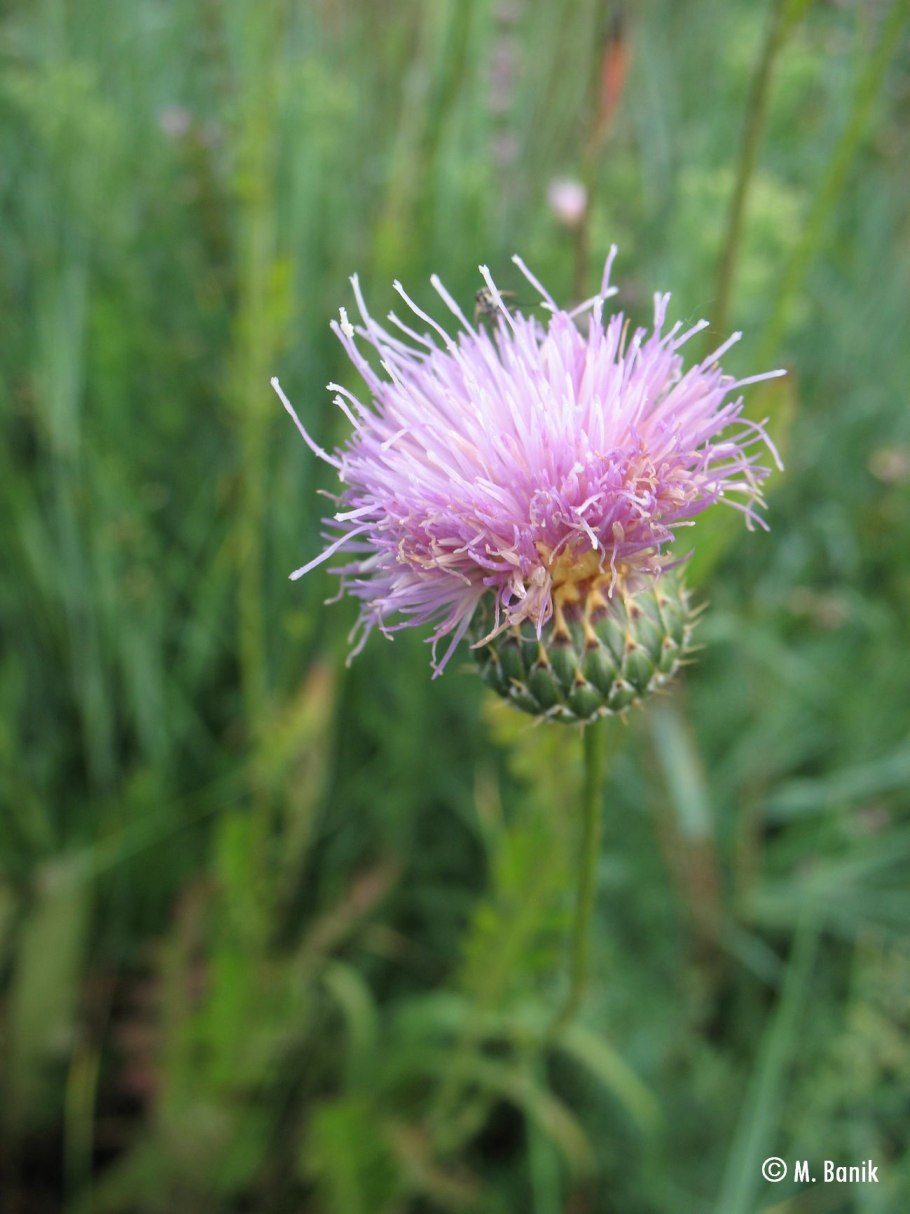 Thistle weeds