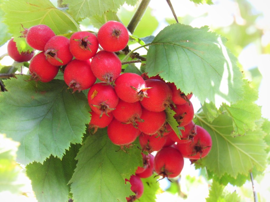 Боярышник (Crataegus)