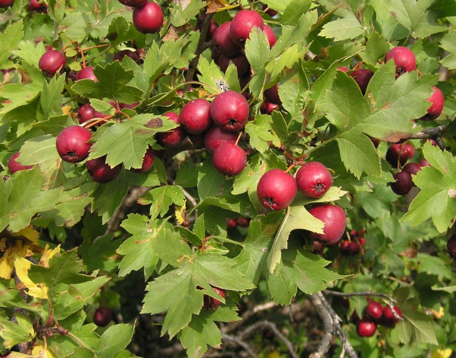 Боярышник Сибирский Crataegus sanguinea