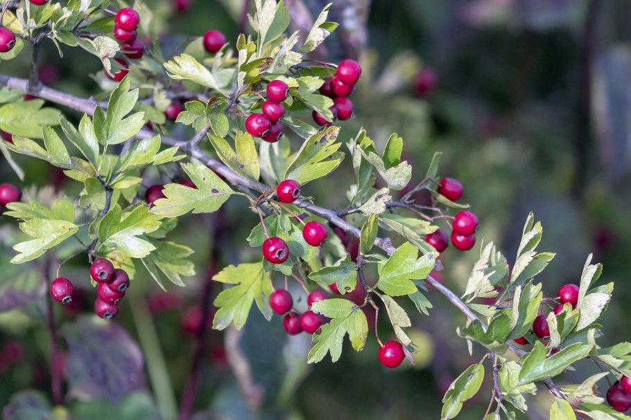 Crataegus curvisepala