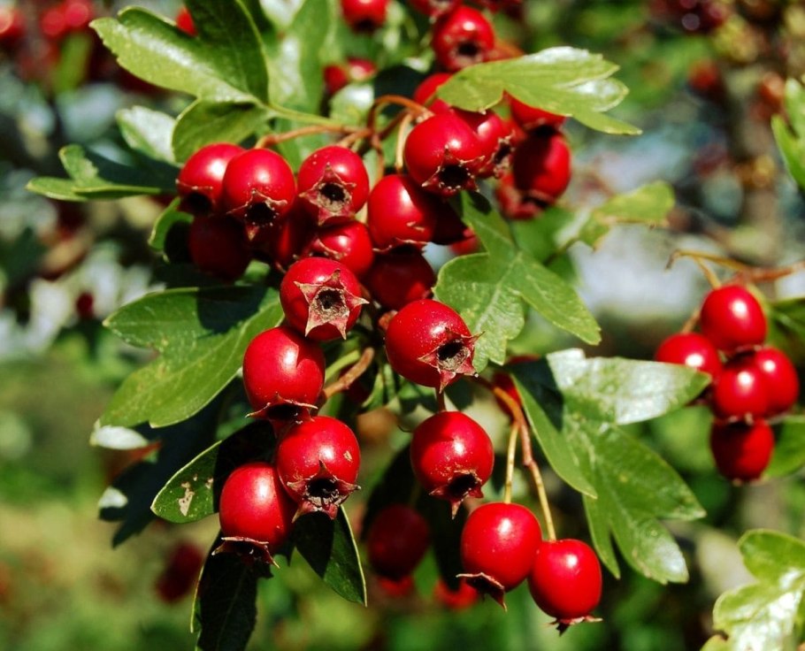 Боярышник кроваво-красный, Сибирский Crataegus sanguinea