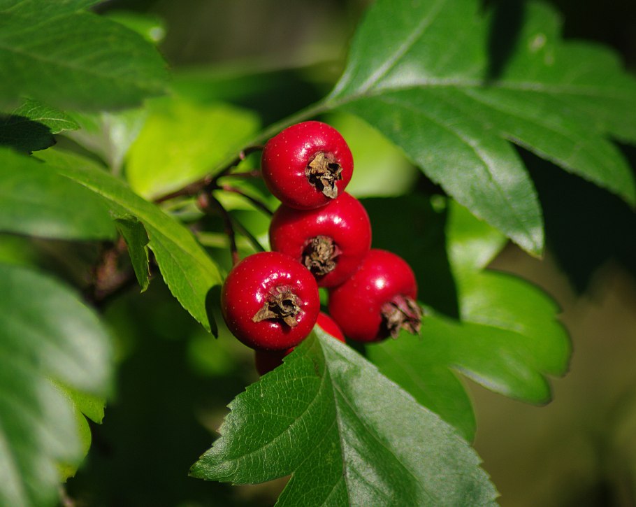 Боярышник однопестичный Crataegus