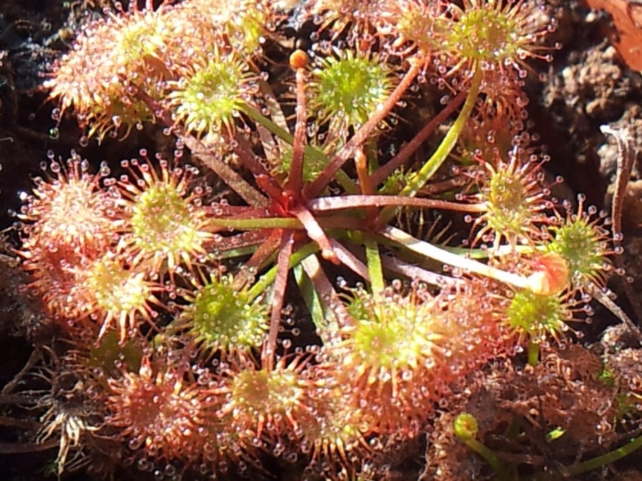 Росянка растение